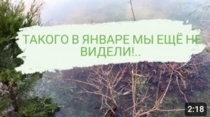 ТАКОГО В ЯНВАРЕ МЫ ЕЩЁ НЕ ВИДЕЛИ!.. 3.01.2023г.