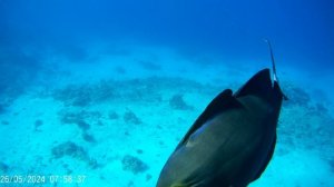 Египет Шарм крупный Хирург чернополосый 05-2024