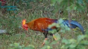 GALO DO SRI LANKA| UMA DAS POUCAS ESPÉCIES DE GALINHA SELVAGEM.