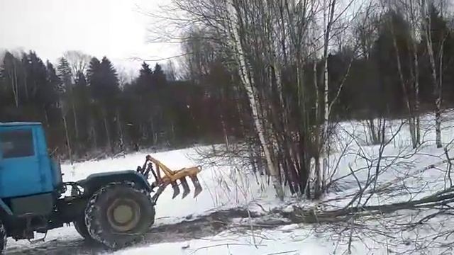 Выкорчевка деревьев трактором (очистка полей от мелколесья)