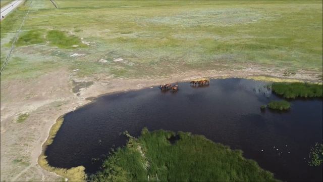Лошади СарыАрки смотреть онлайн