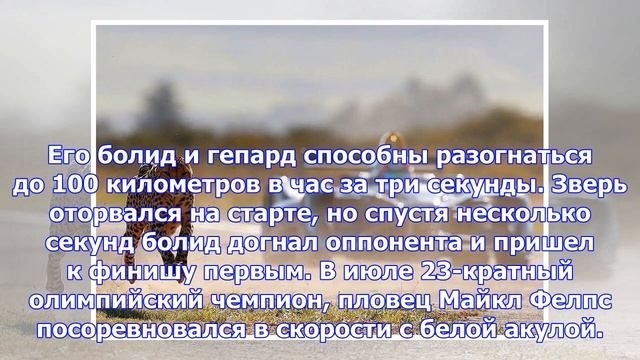 Гонка «формулы-е» и гепарда: видео