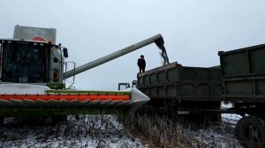 Уборка подсолнечника (зима 2017)