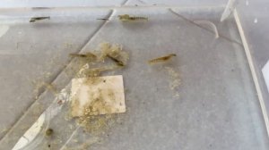 Самые громкие раки щелкуны