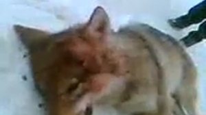 Волк напал на безоружного человека и поплатился жизнью.