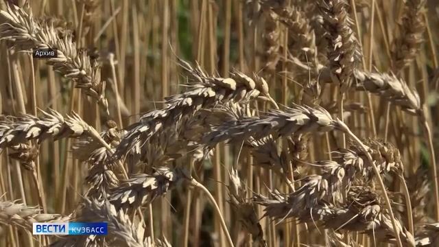 Уборочная кампания в Кузбассе вышла на финишную прямую смотреть онлайн