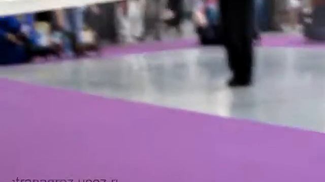 сравнение на лучшего кобеля смотреть онлайн