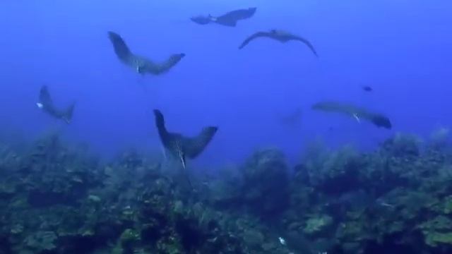 Eagle Ray video