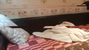 Годзилла и конг