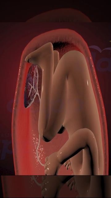 uterine contractions ( 3D Animations )