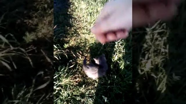 Котёнок  играет с водой смотреть онлайн