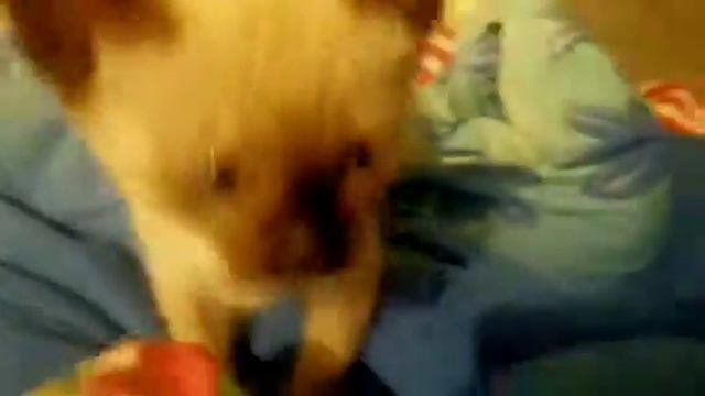 вот как Марс ведёт себя дома 