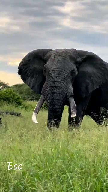 Face to face with Giant #elephant #giants