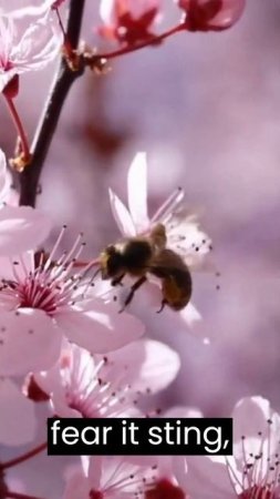 Fun Facts about buzzy bee #shorts #nature #bees