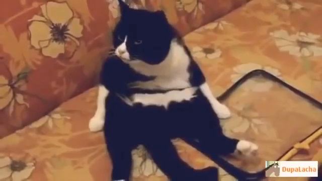 😂Я орал два часа над этим 😂 смотреть онлайн