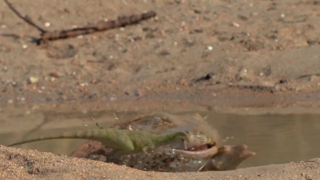 Prehistoric Planet [2022 - 2023] - Masiakasaurus Screen Time смотреть онлайн