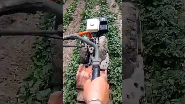 Goldoni715 смотреть онлайн