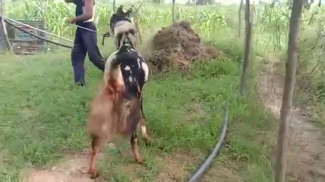 Superb Extreme 𝚃𝚘𝚙 Quality Kota Weight 80 kg Height 38 Daat 6 Price 55000 with delivery. 7276250280 смотреть онлайн