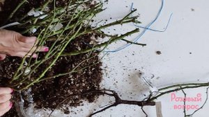 Распаковка посылки с розами из питомника Александра. Первая осенняя посылка 2024