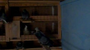 CIMG0009  Ивановские ходовые.