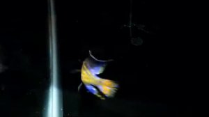 Aulonocara Stuartgranti Ngara Flametail