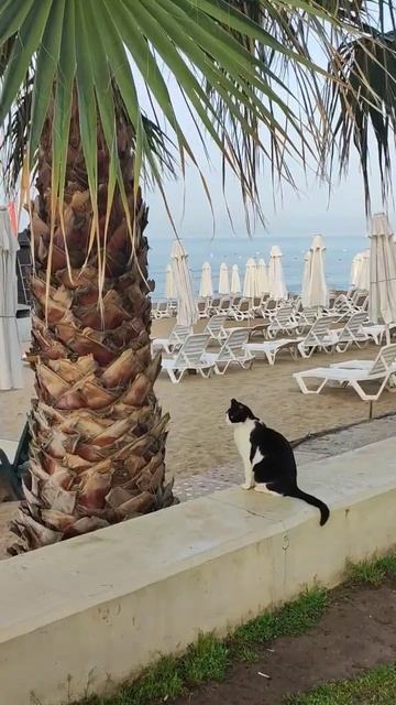Кошки тоже любят смотреть на море... Сиде. Набережная #side #турция2023 #улыбнуло #turkish #лето смотреть онлайн