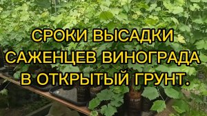 СРОКИ ВЫСАДКИ ВИНОГРАДА.