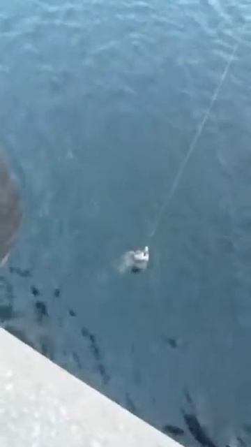 Рыбалка в Норвегии с берега.Палтус,Тронхейм смотреть онлайн