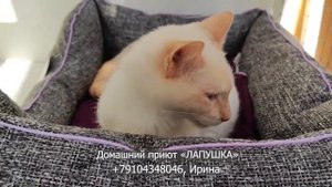 Шикарный котик Архом (11 мес) тайских кровей окраса ред пойнт ищет ответственных хозяев.
