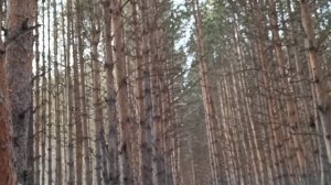 Иногда в воскресенье надо отдыхать/ Ужинали у родителей/