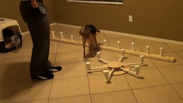 Marcy the Bed Bug Dog training смотреть онлайн