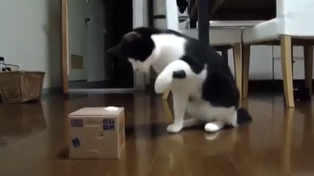 Котэ не отходил 3 дня от игрушки смотреть онлайн