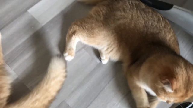 🤩😻😺ЦЕЗАРЬ РОМАНТИК.КОТИК ЗОЛОТАЯ ШИНШИЛЛА🙀❤️😍😍🐱