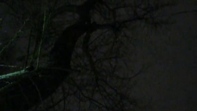 Уговаривала кошку слезть с дерева. 4 часа . Уговорила 13 часов на дереве в мороз, снег, ветер смотреть онлайн