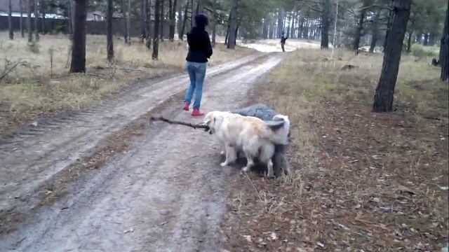 Развлекаемся с палочкой ( собачьи утехи) смотреть онлайн
