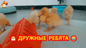 Утенок и Цыплята - наши дружные ребята ❣️🤗😍