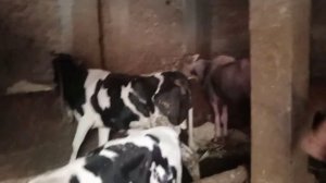 تسمين العجول في البقر أو الجاموس 🐮