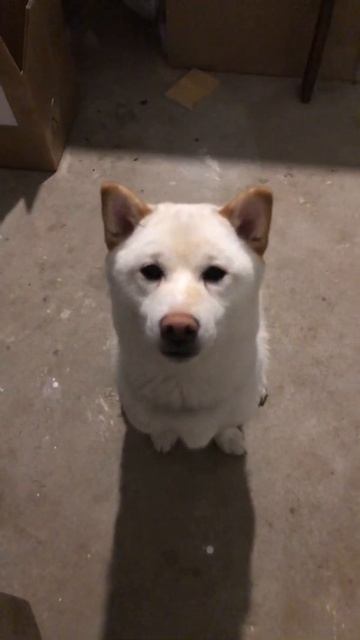 Суслик чихнул смотреть онлайн