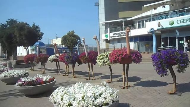 Курск. Улица Ленина - страусы прибежали к сбербанку. 17 июля 2021. смотреть онлайн