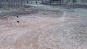 Косачи на току - Тетерев, весна). Живая природа юго-востока Западной-Сибири.  @Pavel_SIBERIA