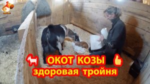 Окот козы 🐐🤗😍