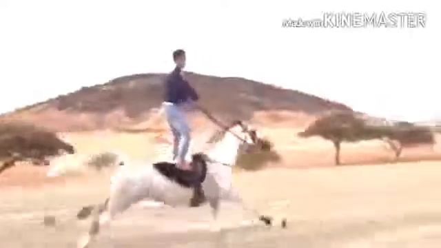 Арабский лошадь
