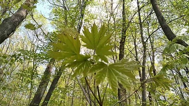 Планета плачет. смотреть онлайн