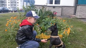 Дай Джим на счастье лапу мне . Кирилл Шалаев (6лет)