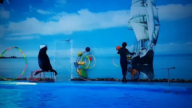 Монтаж из 40 мин в 3 минутки! Дельфинарий г Минск. 2017. что показывать выбирала программа.. смотреть онлайн