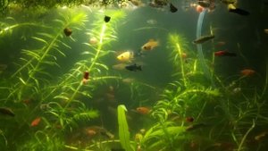 Аквариумы спустя 25 дней