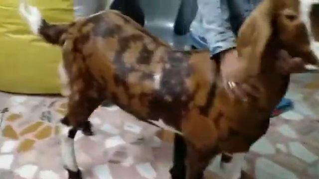 Gujri male khssi 2 dant 5560 kg weight 28000 contact 9784994960