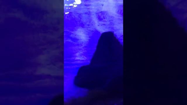 Океанариум ТЦ Детский Мир 2018-скаты смотреть онлайн