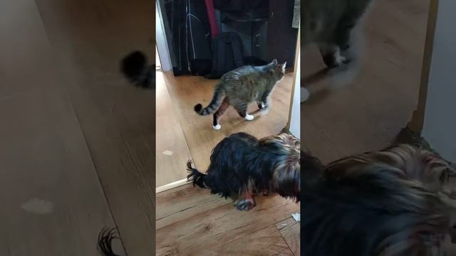 Собака, которая любит свежую капусту )) смотреть онлайн