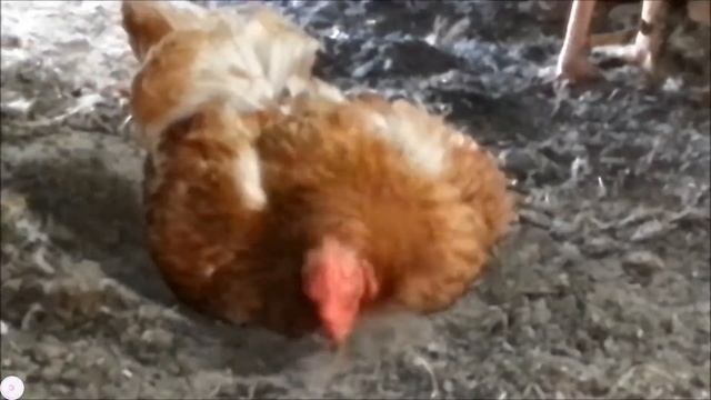 Спа-процедуры смотреть онлайн